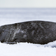 Una foca de Baikal. Foto: Wikipedia